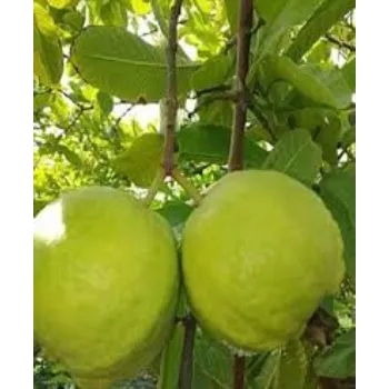 Guava Hybrid Plant